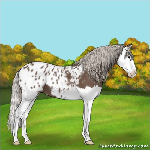 Horse Color:Silver Black Splash Appaloosa 