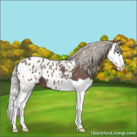 Horse Color:Silver Black Splash Appaloosa 