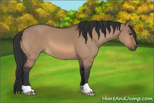 Horse Color:Bay Dun 