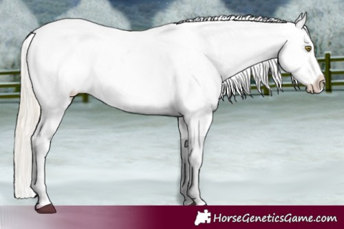 Horse Color:Palomino Appaloosa and Palomino Splash Appaloosa