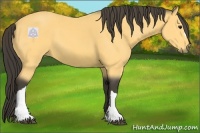Horse Color:Buckskin 