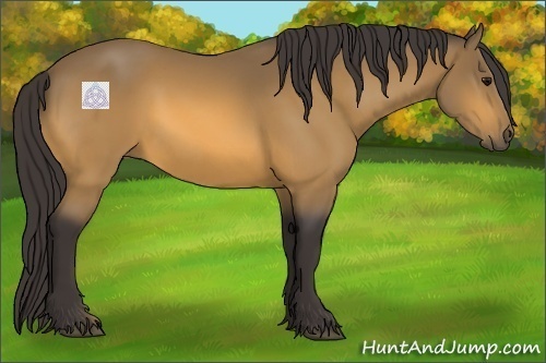 Horse Color:Buckskin