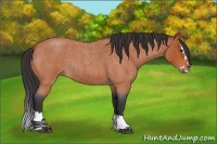 Horse Color:Bay Roan Sabino Splash Rabicano 