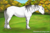 Horse Color:Gray Bay Dun Sabino Splash Tobiano Frame Appaloosa 