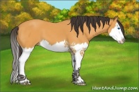 Horse Color:Buckskin Sabino Splash 