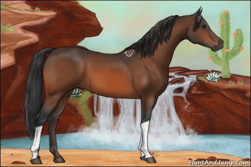 Horse Color:Bay 