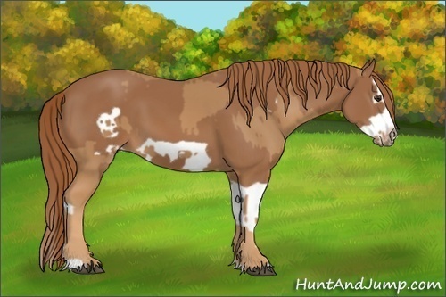 Horse Color:Chestnut Splash Frame  and Chestnut Splash Frame 