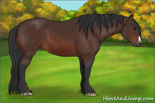 Horse Color:Brown 