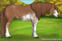Horse Color:Chestnut Sabino
