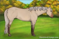Horse Color:Silver Bay Dun