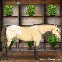 Horse Color:Buckskin Appaloosa