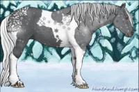 Horse Color:Silver Black Chinchilla Tobiano 