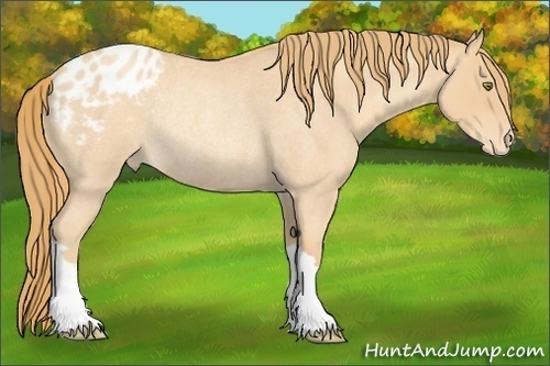 Horse Color:Gold Champagne Roan Appaloosa Rabicano