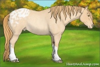Horse Color:Gold Champagne Roan Appaloosa Rabicano