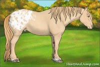 Horse Color:Gold Champagne Roan Appaloosa