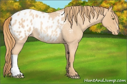 Horse Color:Gold Champagne Roan Blanket Rabicano