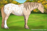Horse Color:Gold Champagne Roan Appaloosa Rabicano