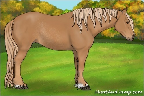 Horse Color:Chestnut Rabicano 