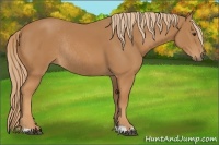 Horse Color:Chestnut Rabicano