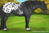 Horse Color:Blue Roan Appaloosa 