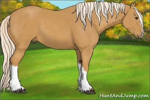 Horse Color:Palomino 
