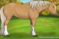Horse Color:Palomino