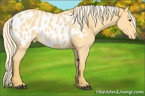 Horse Color:Palomino Roan Appaloosa