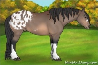 Horse Color:Bay Appaloosa 