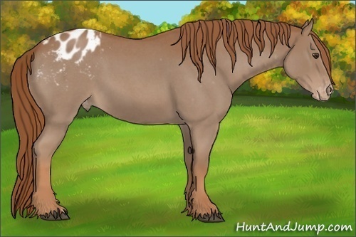 Horse Color:Red Roan Appaloosa 