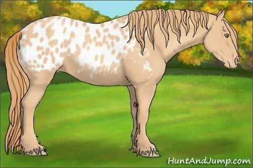 Horse Color:Gold Champagne Appaloosa 