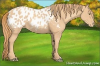 Horse Color:Gold Champagne Appaloosa 