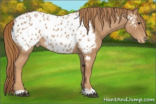 Horse Color:Red Roan Appaloosa 