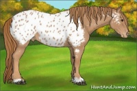 Horse Color:Red Roan Appaloosa 