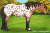 Horse Color:Bay Roan Appaloosa