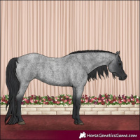 Horse Color:Blue Roan 