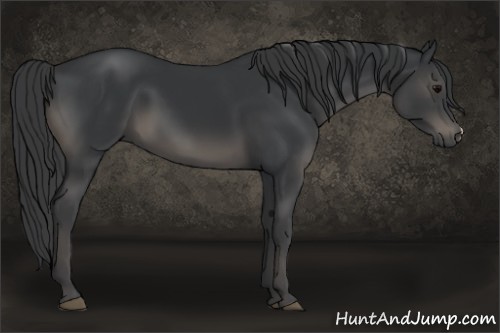 Horse Color:Black 