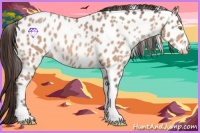 Horse Color:Amber Champagne Sabino Tobiano Leopard and Amber Champagne Sabino Tobiano Near Leopard