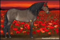 Horse Color:Brown Dun 