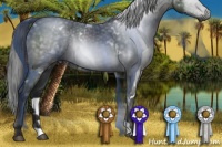 Horse Color:Gray White Spotted Blue Roan 