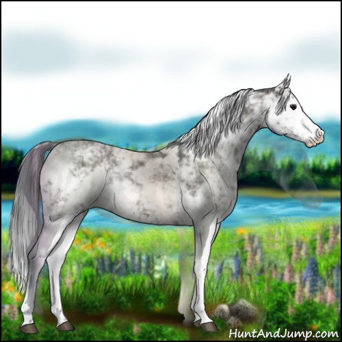 Horse Color:Black Sabino 