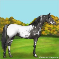 Horse Color:White Spotted Black Appaloosa