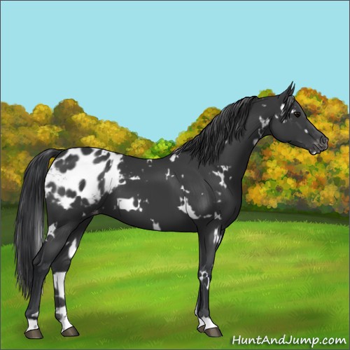 Horse Color:White Spotted Black Appaloosa