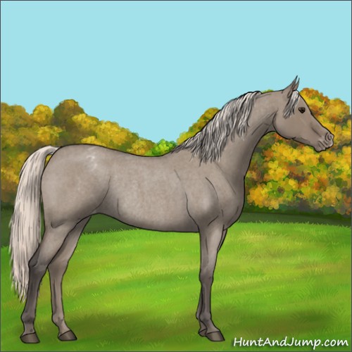 Horse Color:Silver Grullo Roan Appaloosa Rabicano 