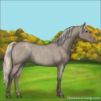 Horse Color:Silver Grullo Roan Varnish Rabicano 