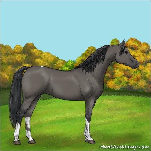 Horse Color:Grullo Tobiano 