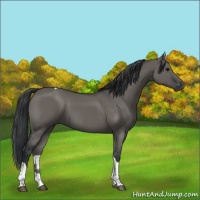 Horse Color:Grullo Tobiano 