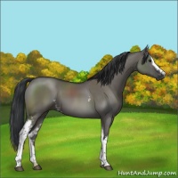 Horse Color:White Spotted Grullo