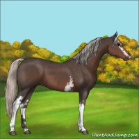 Horse Color:White Spotted Silver Black 