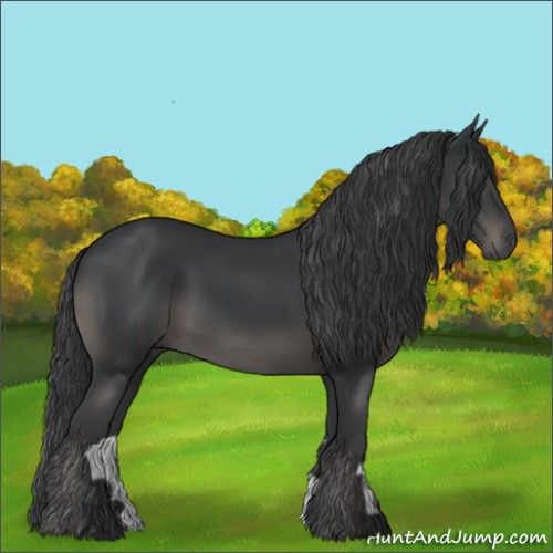 Horse Color:Black 