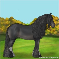 Horse Color:Black 